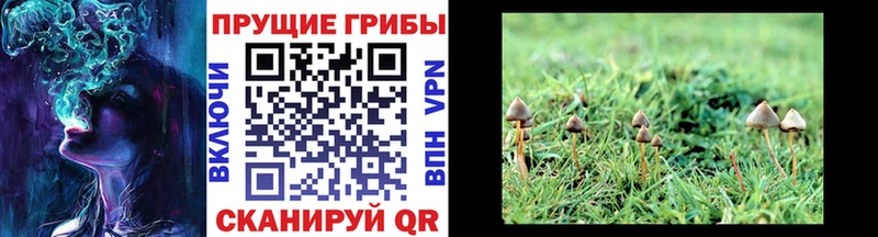 Псилоцибиновые грибы мухоморы  Спасск-Рязанский 